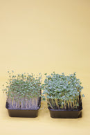 Solana Greens Grow Kits for Kids Version 2