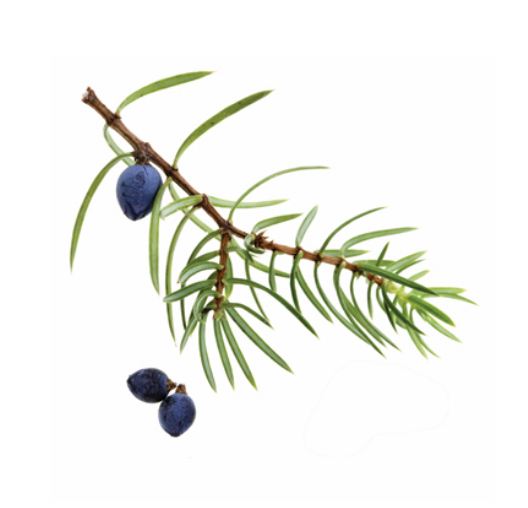 Doterra- Juniper Berry (Juniperus Communis) 5ml