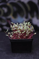 Solana Greens Mini Grow Kits Version 2