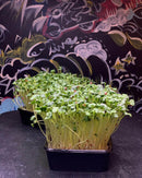 Solana Greens Seeds Refill Pack